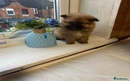 Pomeranian dogs for sale: BEAUTIFUL POMERANIAN GIRL  - Advert 2