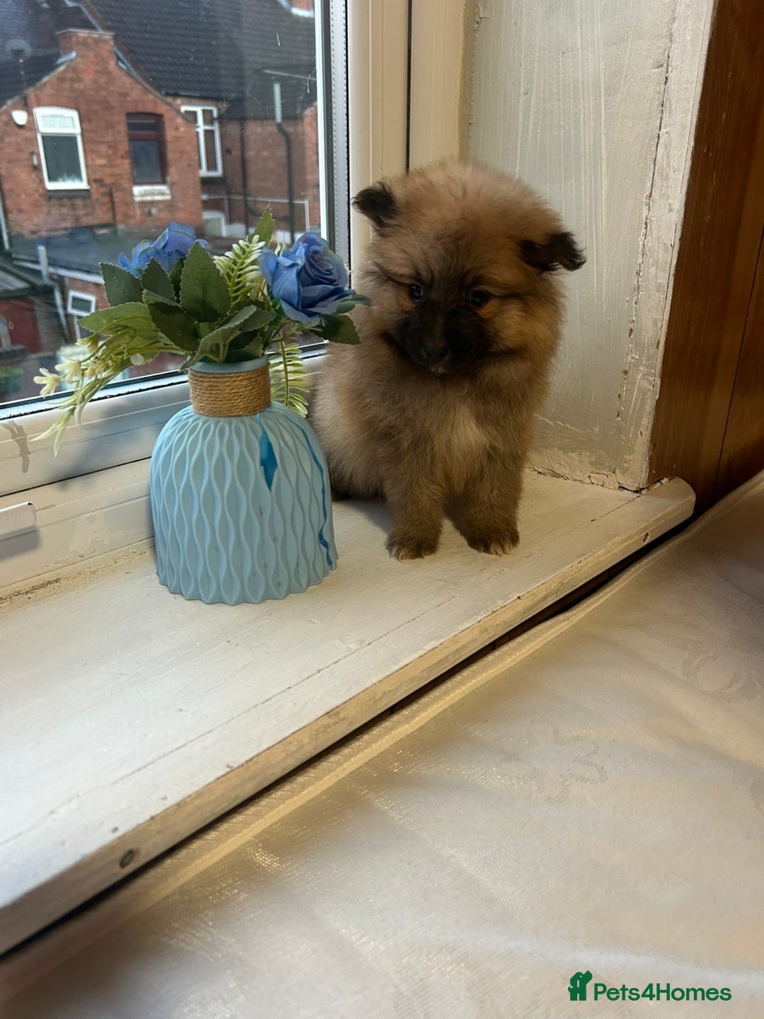 Pomeranian dogs for sale: BEAUTIFUL POMERANIAN GIRL  - Advert 2