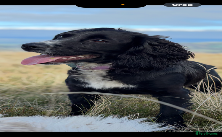 Cocker Spaniel dogs Fully trained Cocker spaniel for sale - Advert 2