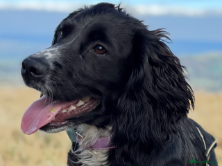 Cocker Spaniel dogs Fully trained Cocker spaniel for sale - Advert 3