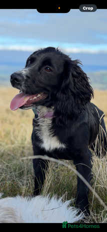 Cocker Spaniel dogs Fully trained Cocker spaniel for sale - Advert 2