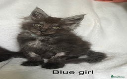 Maine Coon cats for sale: Stunning Maincoon kittens - Image 17