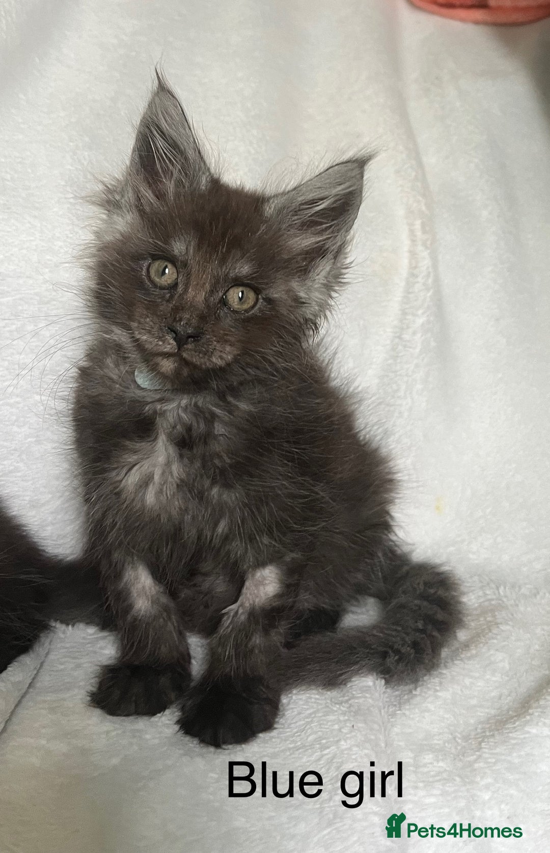 Maine Coon cats for sale: Stunning Maincoon kittens - Image 17