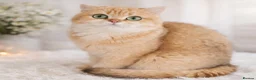 British Shorthair cats for sale: Very rare colours Golden British Shorthairs - Advert 3