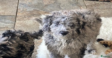 Cockapoo dogs - Advert 6