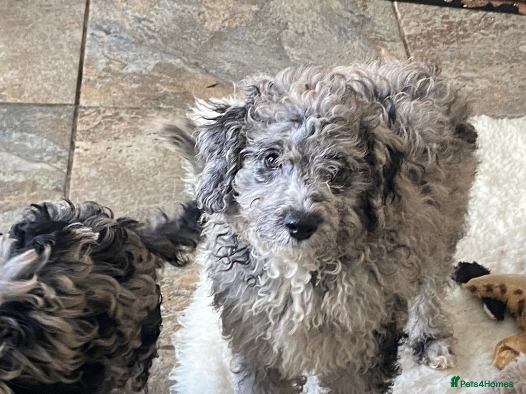 Cockapoo dogs for sale: Gorgeous F2 Cockapoos - Image 2