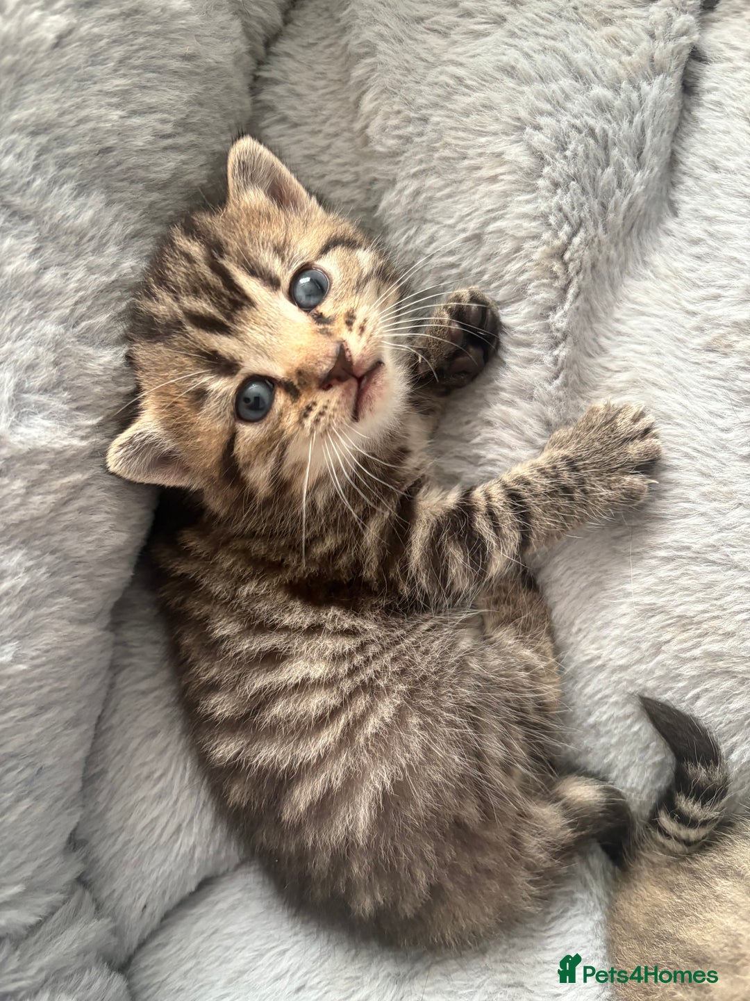 Siberian cats for sale: Beautiful British short hair x kittens  - Advert 11