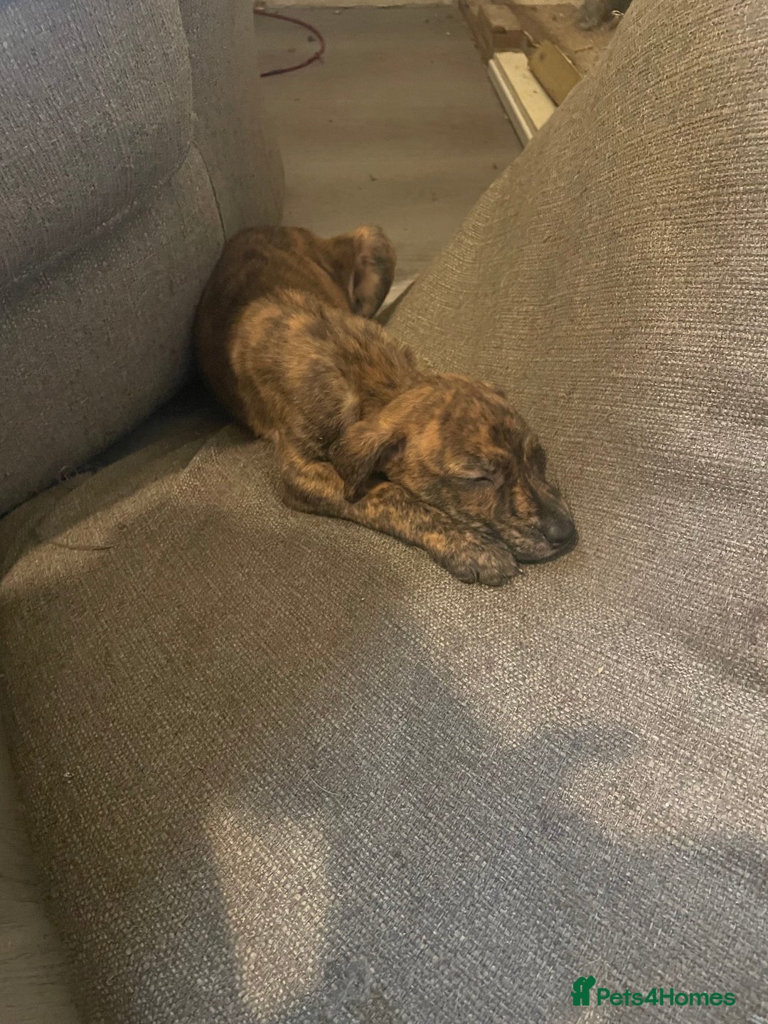 Lurcher dogs for sale: Greyhound/deerhound brindle lurchers - Advert 27