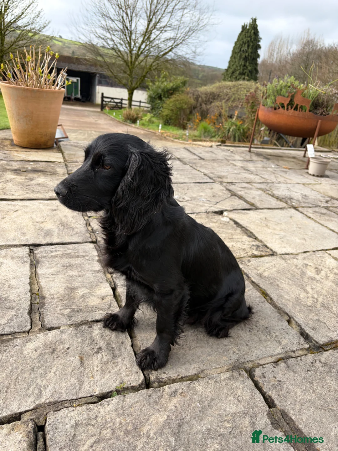 Cocker Spaniel dogs for sale: Stunning cocker spaniel puppies  - Advert 4