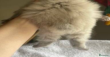 Ragdoll cats - Advert 8