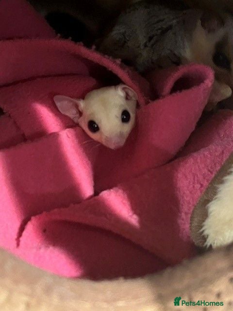 Sugar Glider rodents Male Leu Joey Ready for His New Home OOP 26/05/26 - Advert 2