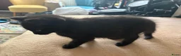Mixed Breed cats for sale: Half british shorthair kitten - last female - Advert 5