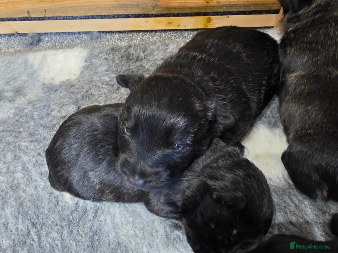 Mixed Breed dogs for sale: Scoland terriers  - Advert 5