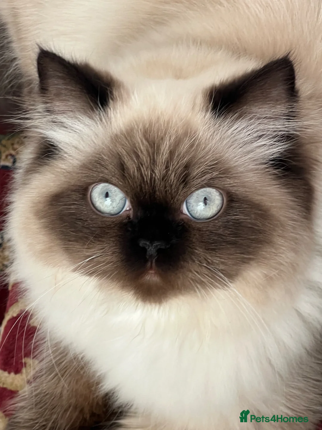 Himalayan cats for sale: Himalayan persian  - Advert 2