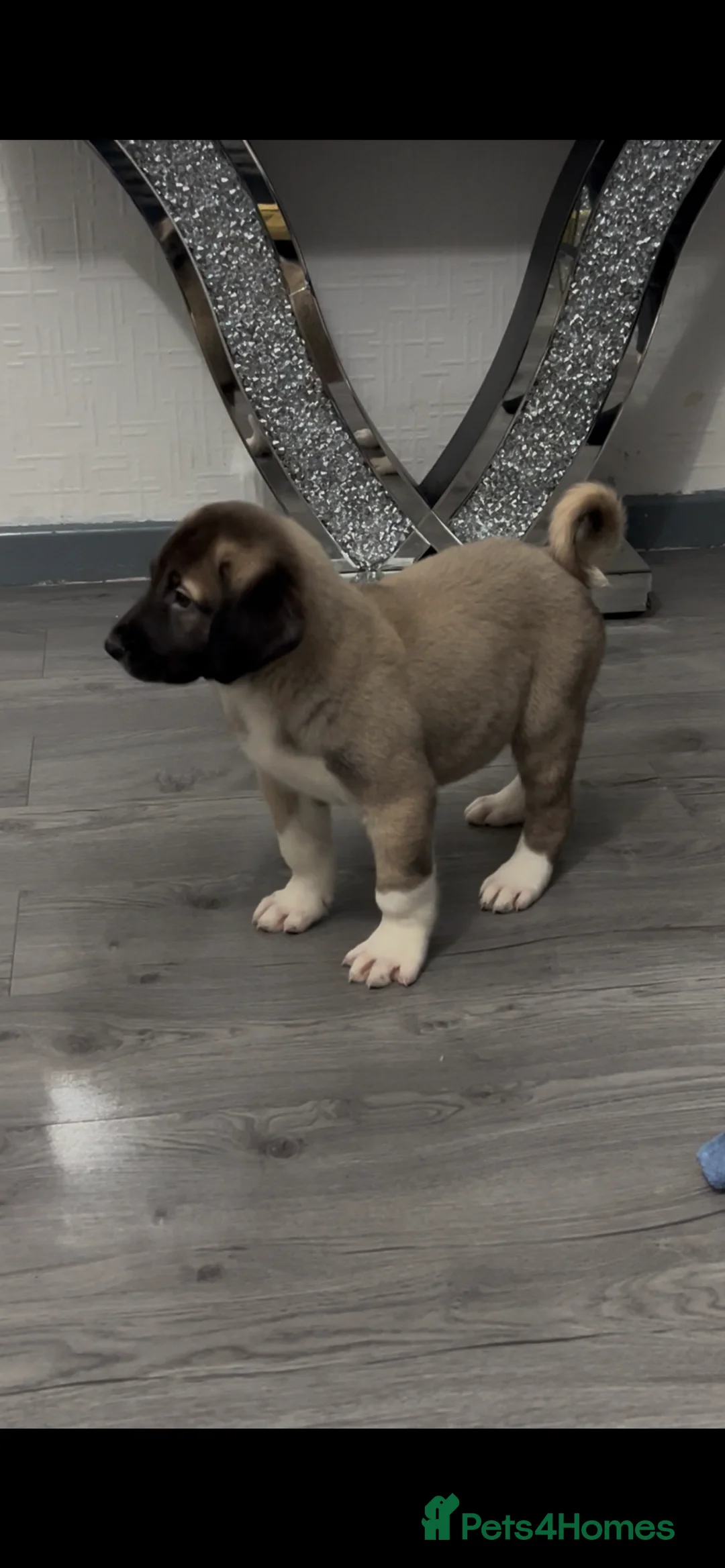 Turkish Kangal dogs for sale: I how Turkish kanga for sale  - Advert 2