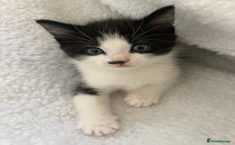 Mixed Breed cats - Advert 16