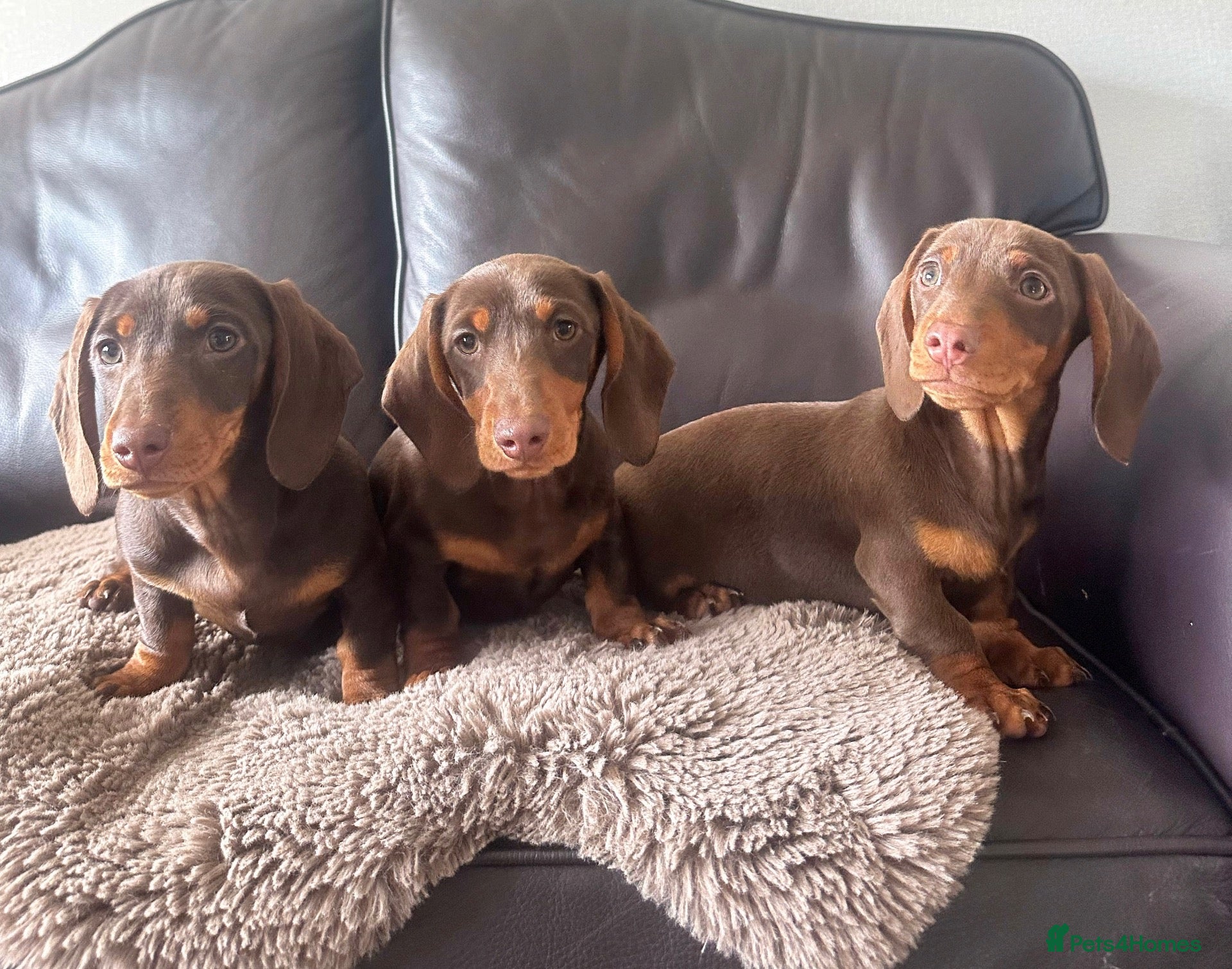 Miniature Dachshund dogs Miniature dachshunds  - Advert 14
