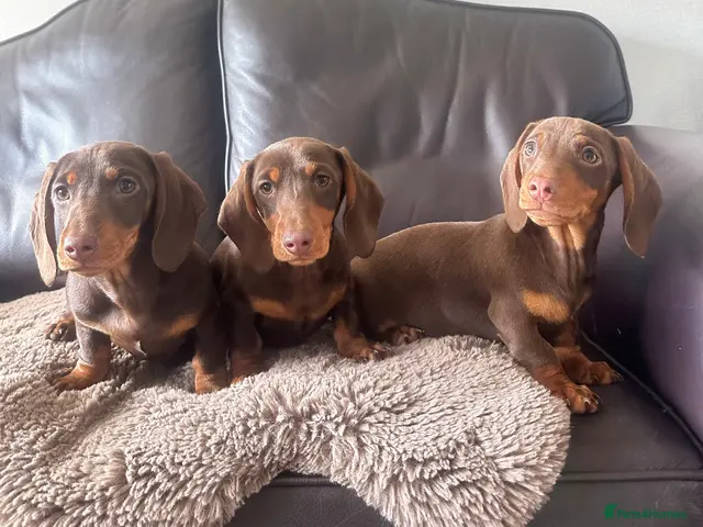 Miniature Dachshund dogs for sale: Last two females Miniature dachshunds - Advert 12