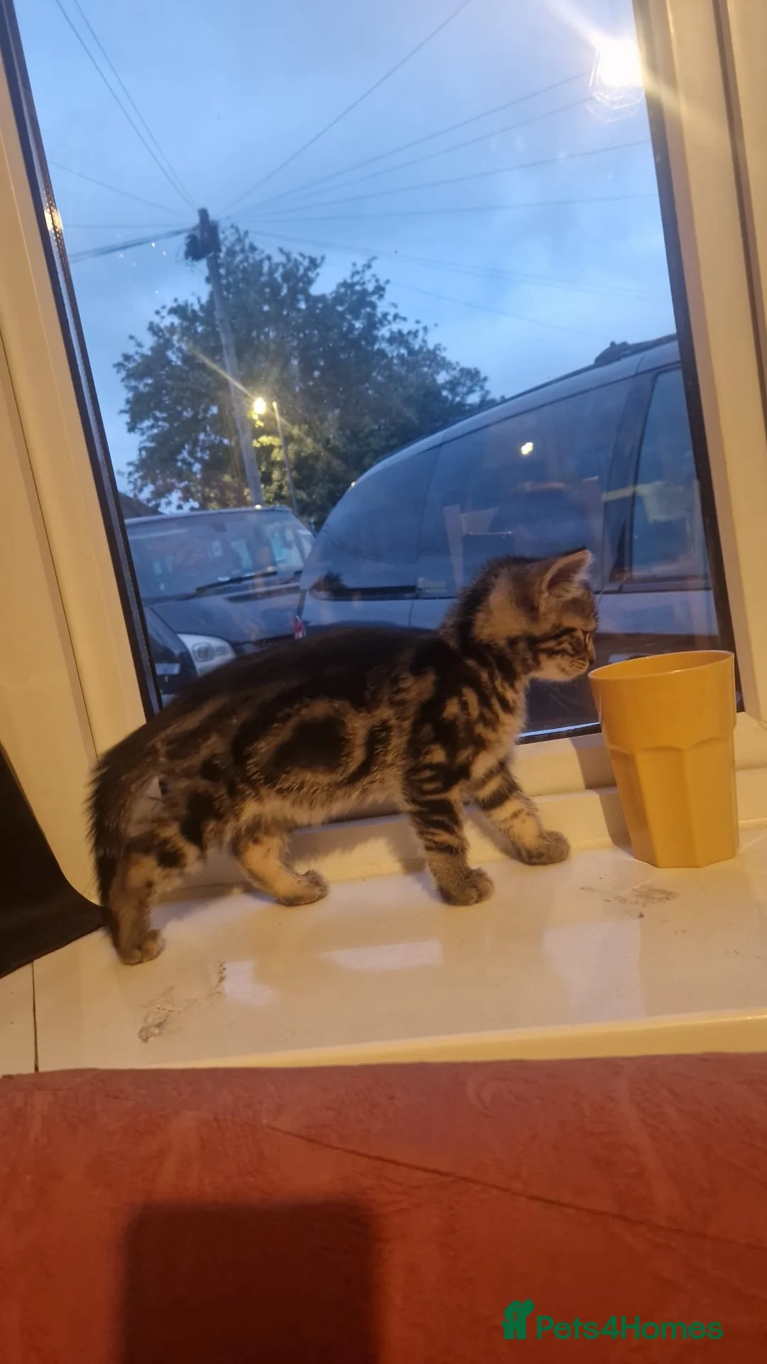 Mixed Breed cats for sale: Kittens for sale  - Advert 1