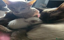Siamese cats for sale:  Two chocolate point beautiful babies  - Image 15