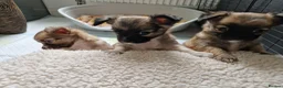 Chihuahua dogs for sale: Chihuahua puppy's  - Advert 34