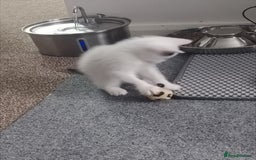 Mixed Breed cats for sale: Kittens  - Image 30