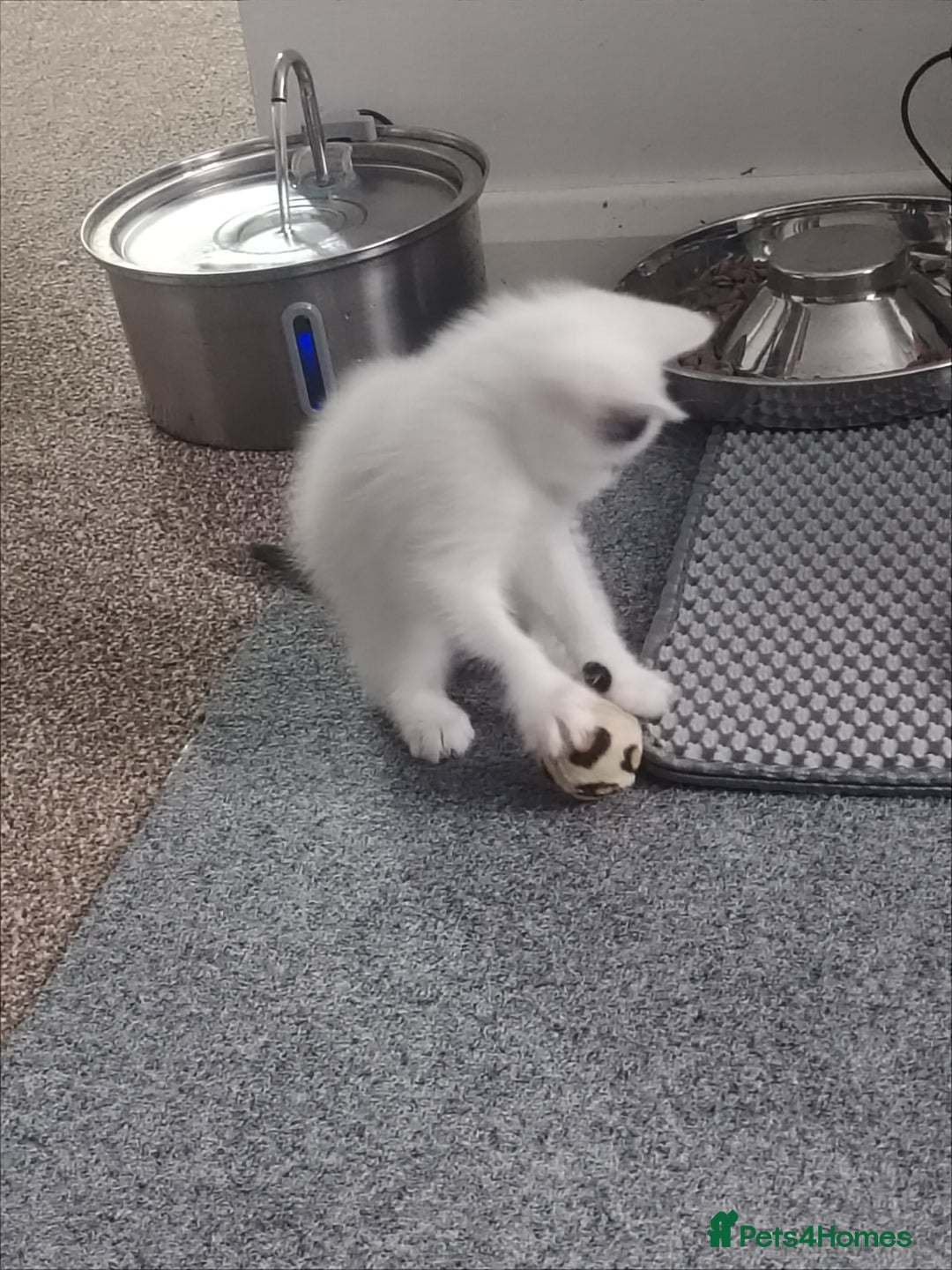 Mixed Breed cats for sale: Kittens  - Image 30