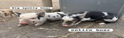 Pig livestock for sale: 🐷🍒Cherry’s delightful litter of Mini Pigs🍒🐷 - Advert 4