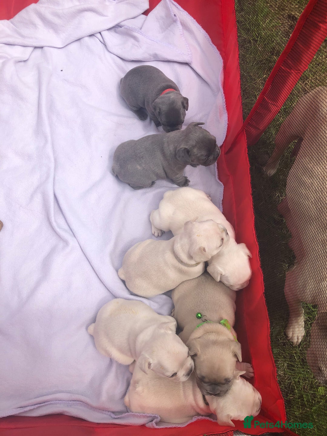 French Bulldog dogs for sale: French bulldog puppies in Manchester - Image 18