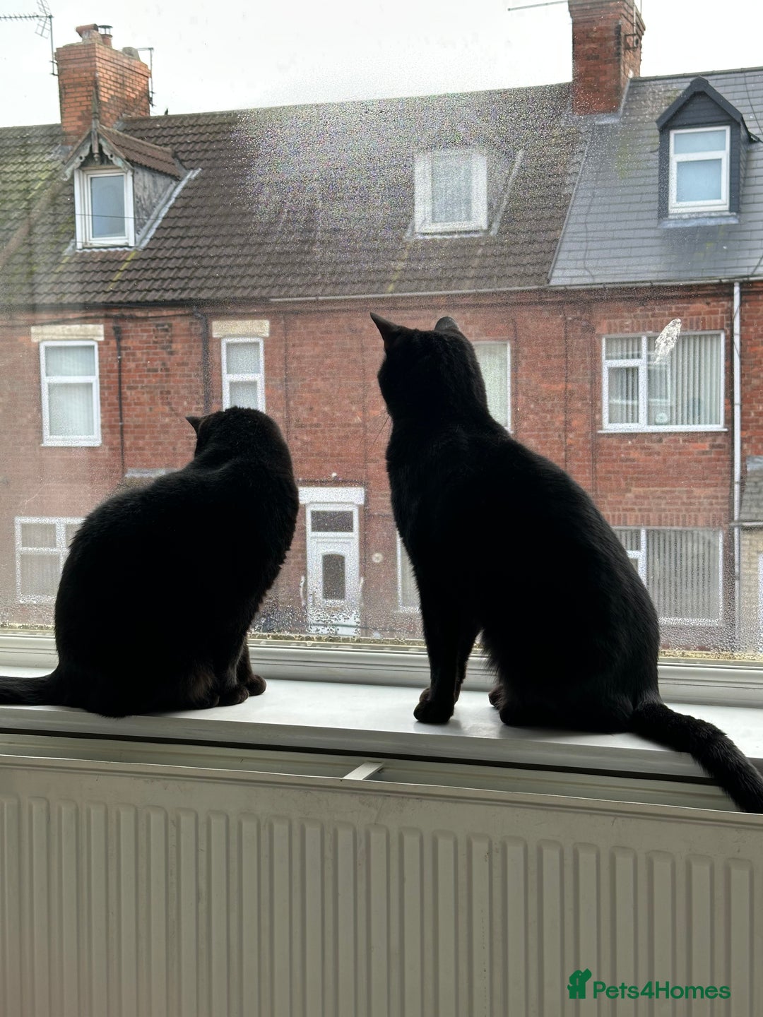 Domestic Shorthair cats for sale: Indi & Callie - Advert 2