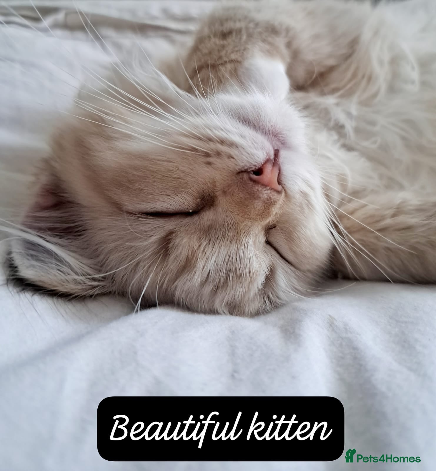 Ragdoll cats GCCF and TICA Proven Stud carrying chocolate - Advert 17