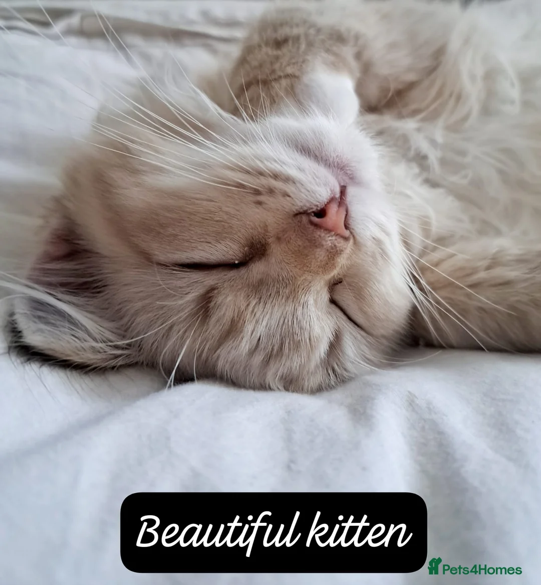 Ragdoll cats for stud: GCCF and TICA Proven Stud carrying chocolate - Advert 1