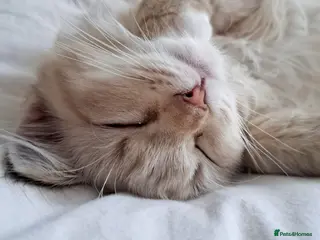 Ragdoll cats GCCF and TICA Proven Stud carrying chocolate - Advert 6