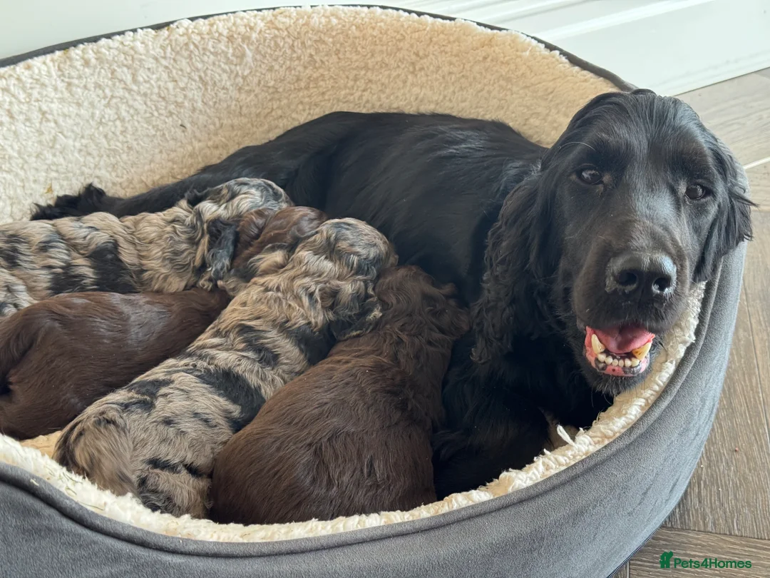 Cockapoo dogs for sale: MERL & CHOCOLATE F1COCKERPOOS HEALTH TESTED PARENT - Advert 2
