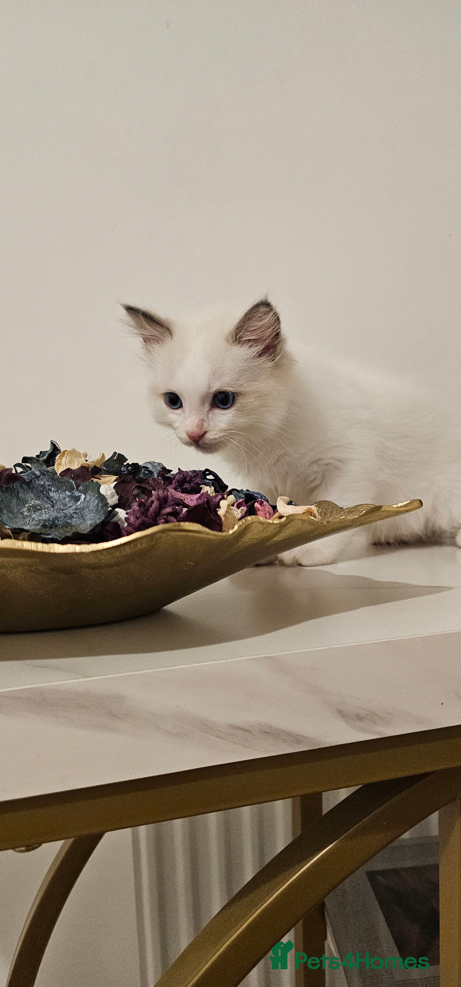 Ragdoll cats Pure Ragdoll kittens Tica  Registered   - Advert 2