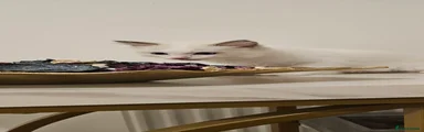 Ragdoll 4