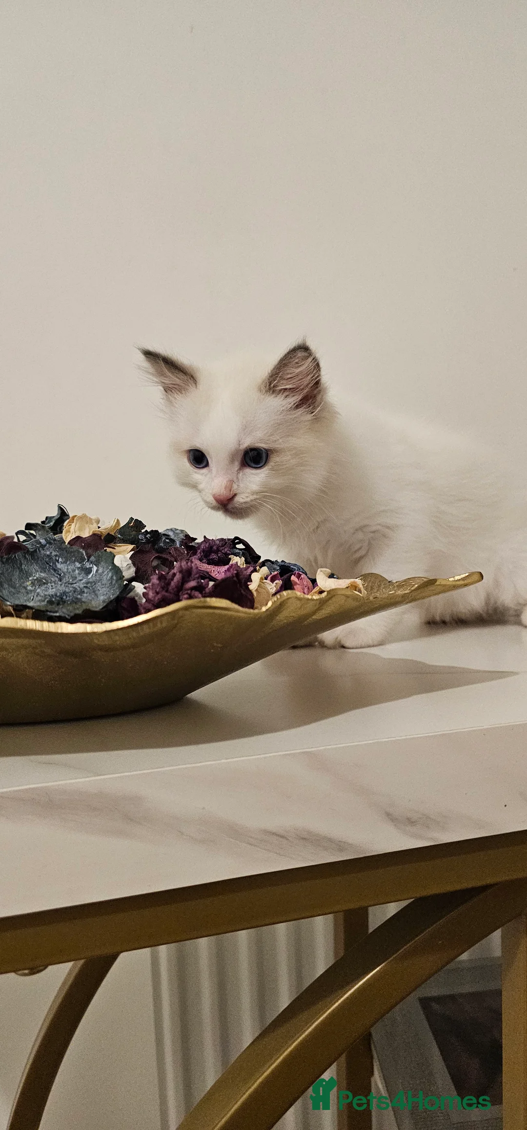 Ragdoll cats for sale: Pure Ragdoll kittens Tica  Registered   - Advert 2