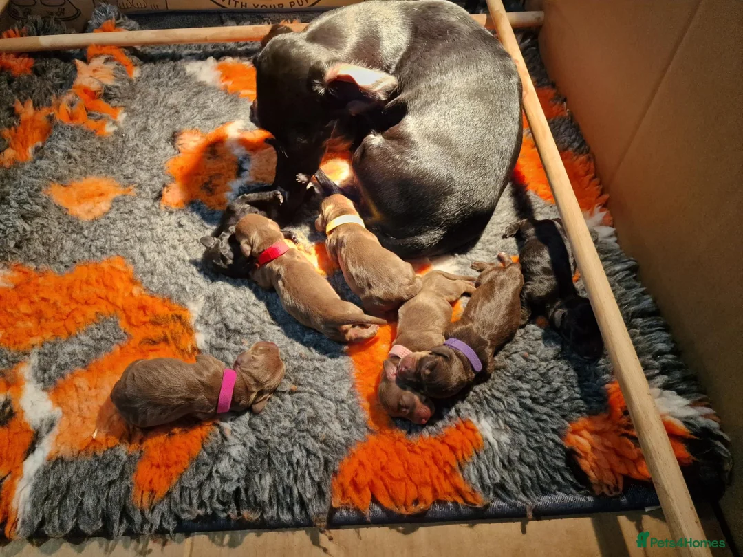 Miniature Dachshund dogs for sale: Beautiful litter of pups available  in Newmarket - Advert 2