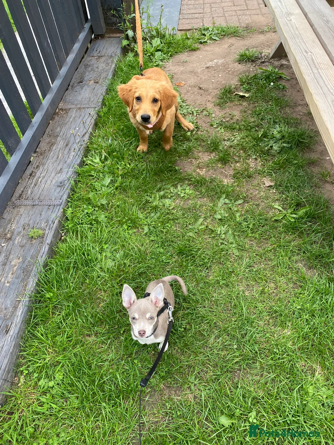 Chihuahua dogs for sale: Female Chihuahua  - Advert 4