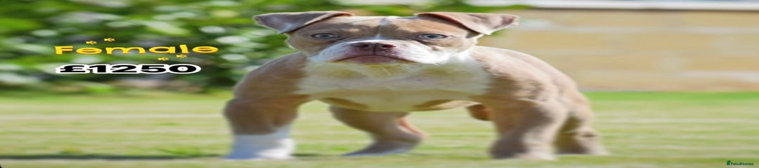 Old Tyme Bulldog Puppy 10
