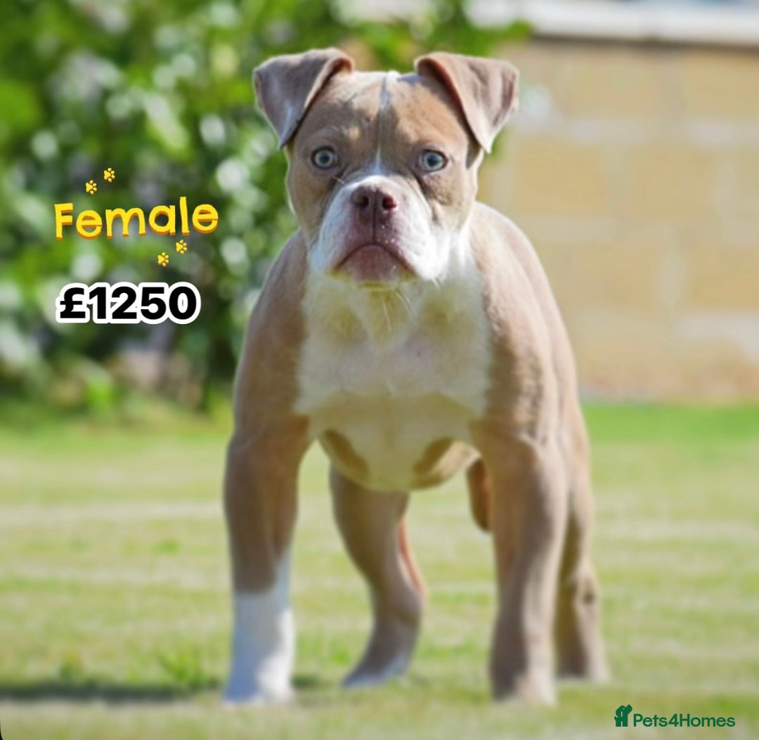 Old Tyme Bulldog dogs for sale: COUNCIL APPROVED⭐️5⭐️LICENSED.23 YEARS EXPERIENCE  - Image 4