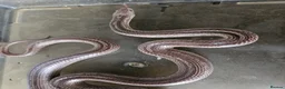 Corn Snake reptiles for sale: 3 corn snakes available  - Advert 3
