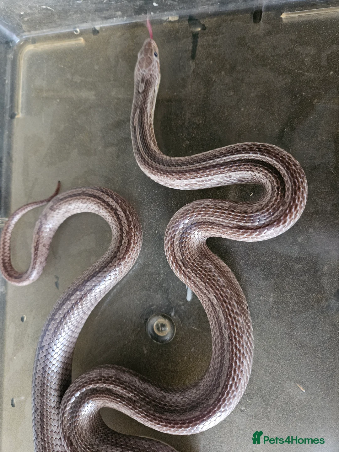 Corn Snake reptiles for sale: 3 corn snakes available  - Advert 3