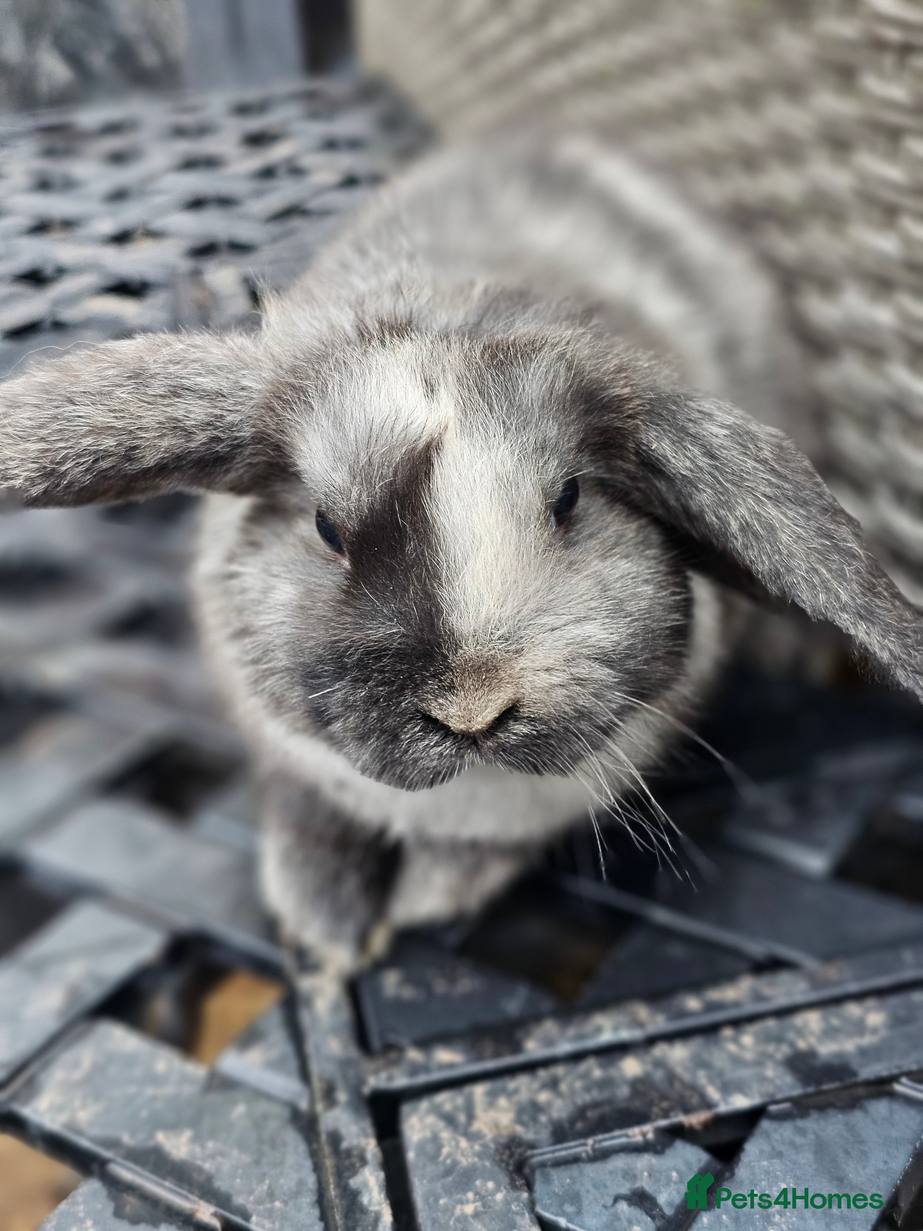 Mini Lop rabbits Mini lop magpie babies  - Advert 16