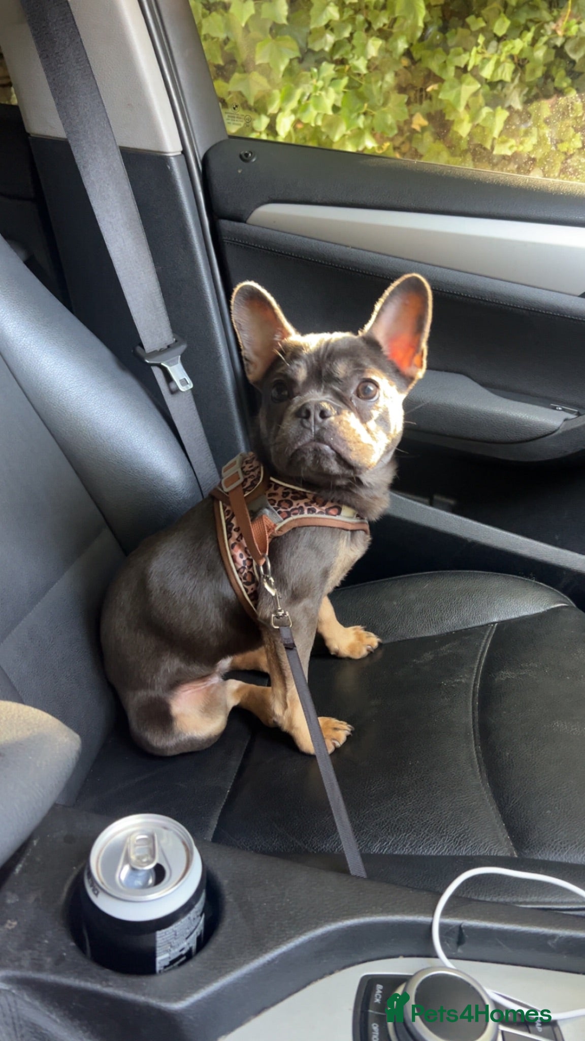 French Bulldog dogs Stormie - Advert 1