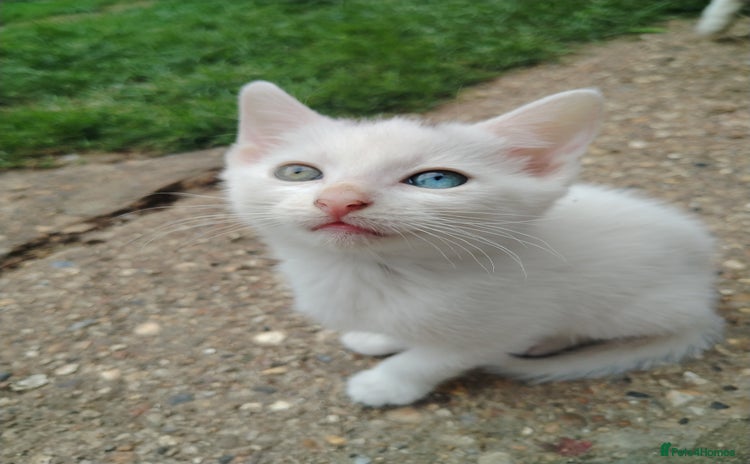 Mixed Breed cats - Advert 3