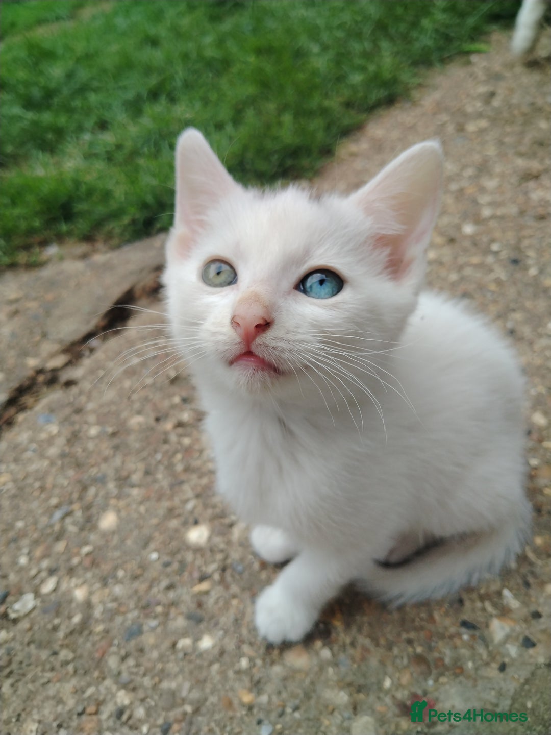 Mixed Breed cats for sale: Odd eye white microchipped female kitten  - Image 1