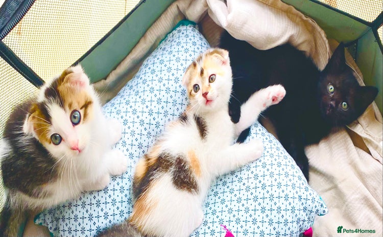 Scottish Fold cats - Advert 1