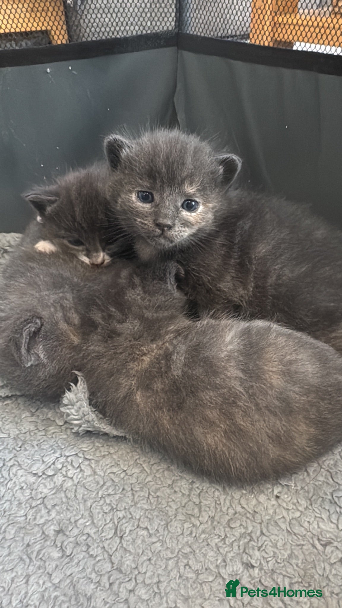 Mixed Breed cats for sale: 4 gorgeous grey kittens - Advert 1