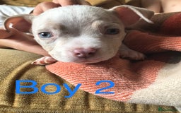 American Bully dogs for sale: Beautiful Micro bully pups - Image 4